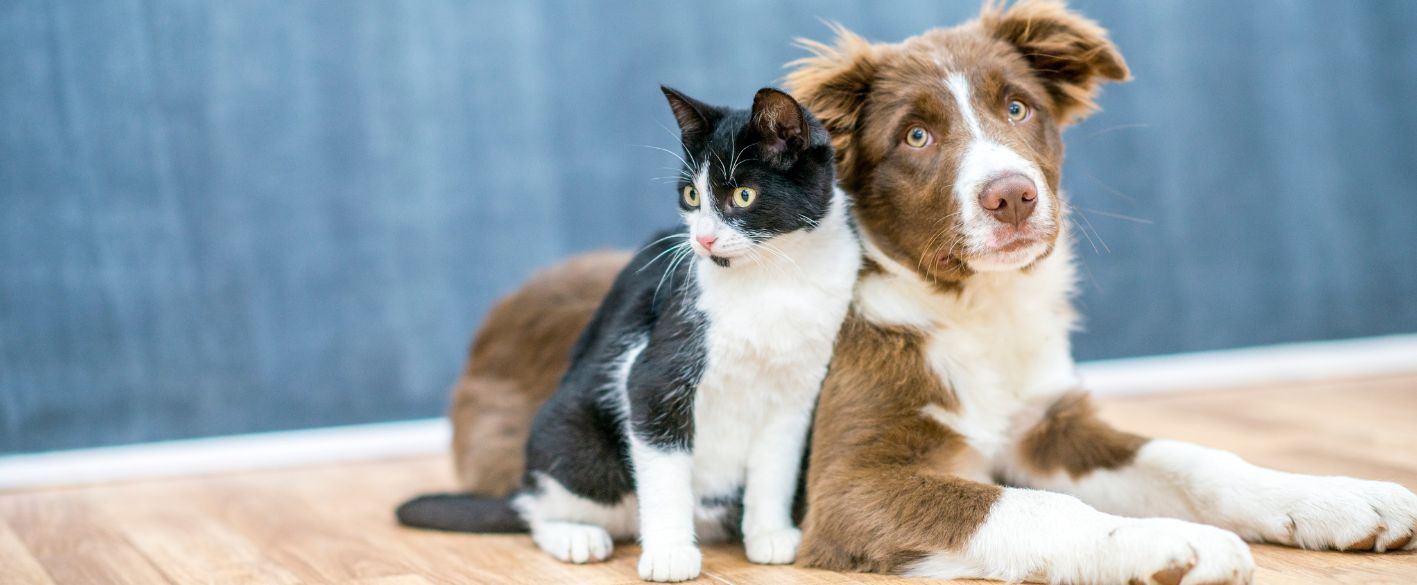 Apothecary Brands Pet Care Solutions